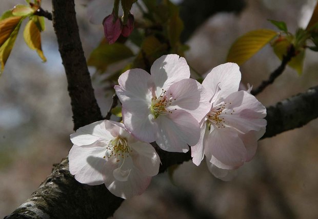 2016年_近所の春の花(2)_10.jpg