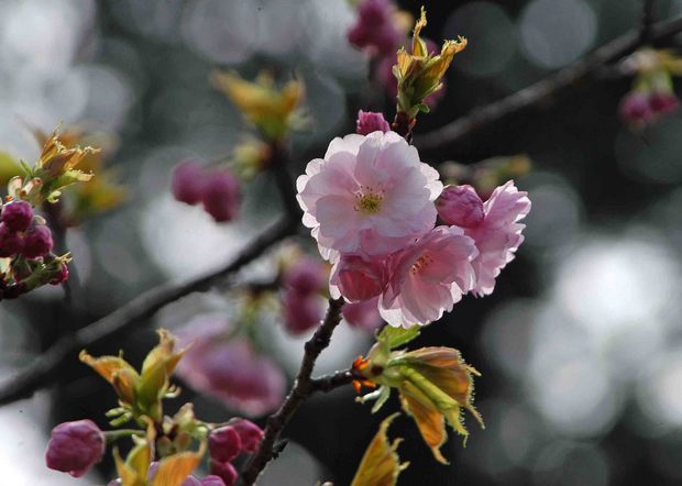 2016年_近所の春の花(2)_11.jpg