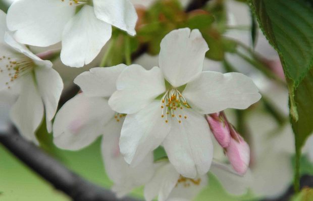 2016年_近所の春の花(2)_12.jpg