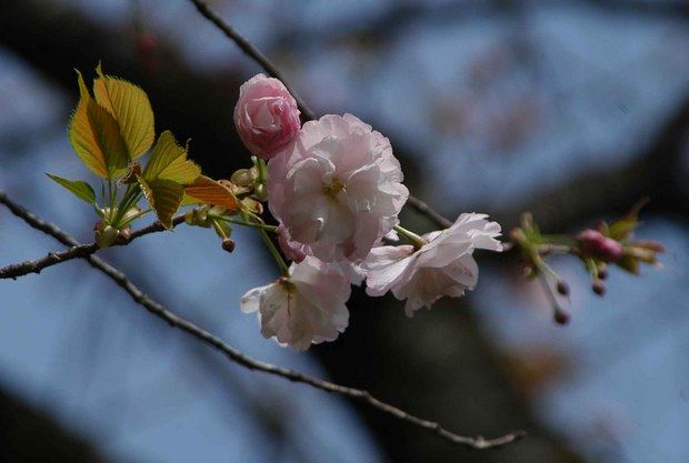 2016年_近所の春の花(2)_18.jpg