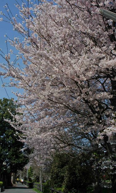 2016年_近所の春の花(2)_2.jpg