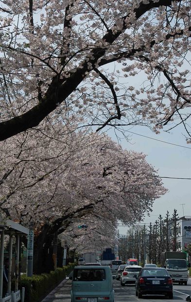 2016年_近所の春の花(2)_3.jpg