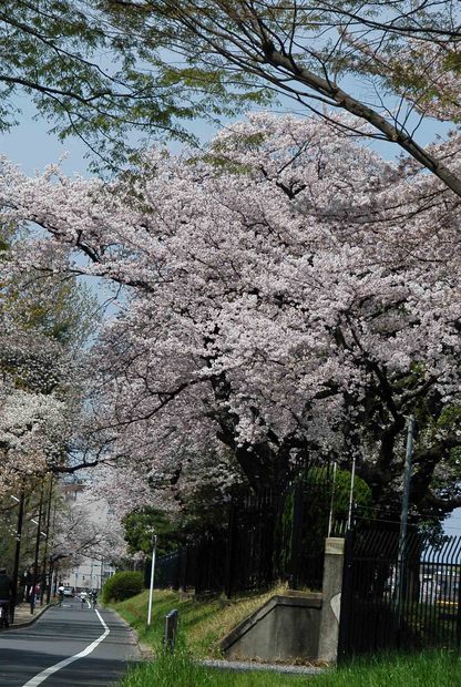 2016年_近所の春の花(2)_5.jpg