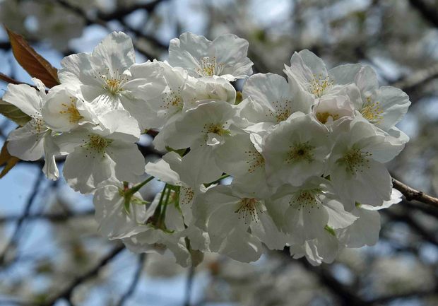 2016年_近所の春の花(2)_8.jpg