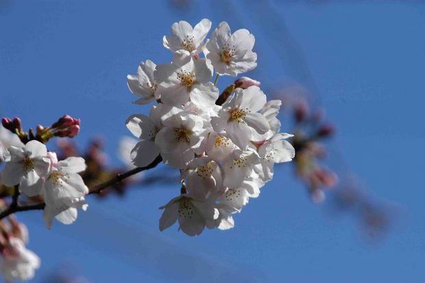 2016_近所の春の花_1.jpg