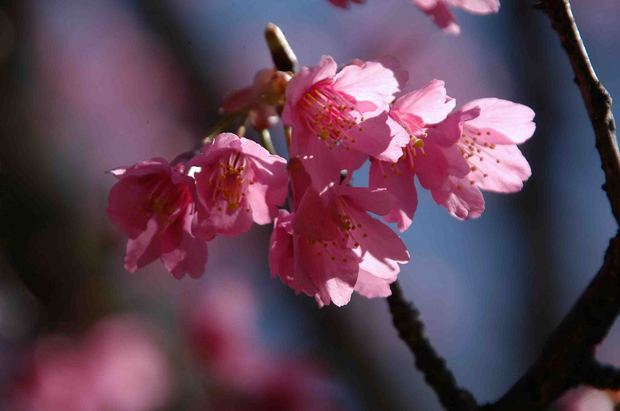 2016_近所の春の花_15.jpg