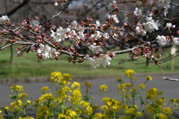 2016_近所の春の花_16.jpg