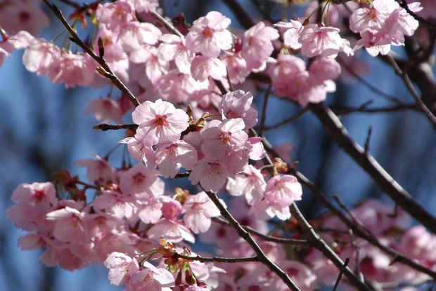 2016_近所の春の花_17.jpg