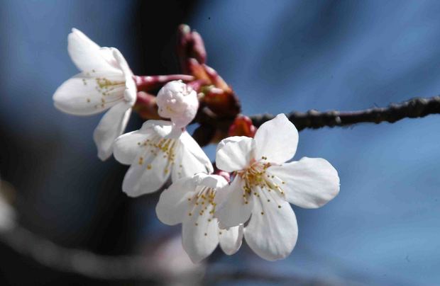 2016_近所の春の花_18.jpg