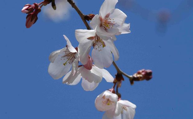 2016_近所の春の花_19.jpg