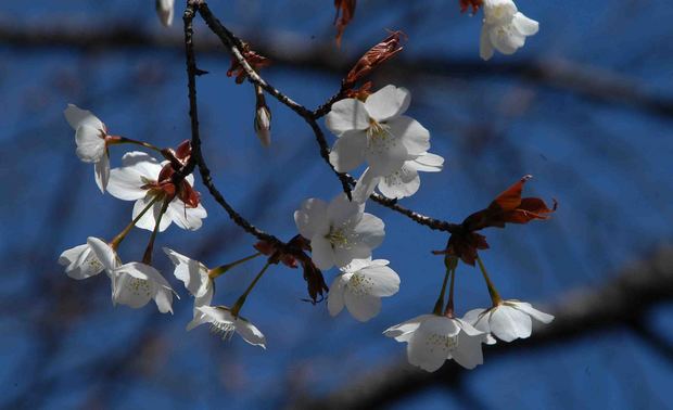 2016_近所の春の花_2.jpg