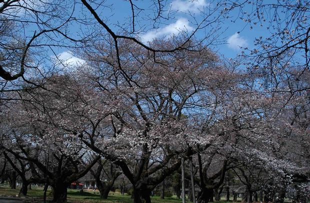 2016_近所の春の花_20.jpg