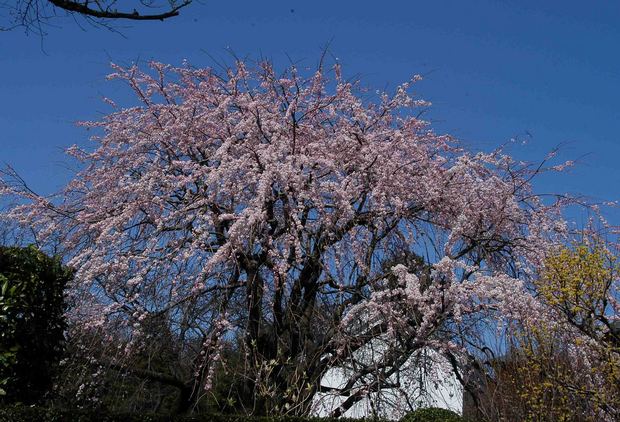 2016_近所の春の花_21.jpg