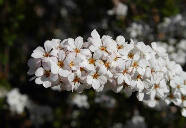 2016_近所の春の花_5.jpg