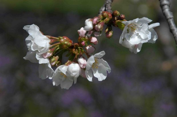 2016_近所の春の花_7.jpg