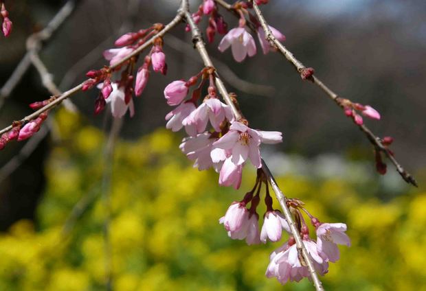 2016_近所の春の花_9.jpg