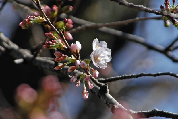 2019.3.22_小金井公園_1.jpg