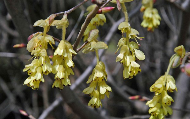 2019.3.22_小金井公園_10.jpg