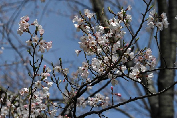 2019.3.22_小金井公園_11.jpg