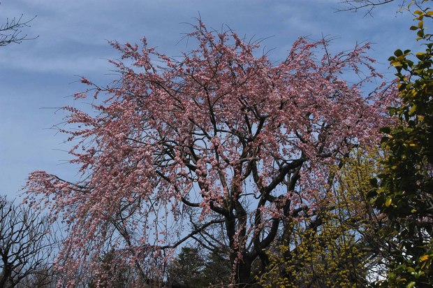 2019.3.22_小金井公園_12.jpg