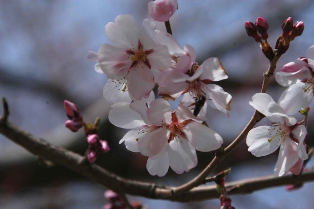 2019.3.22_小金井公園_13.jpg