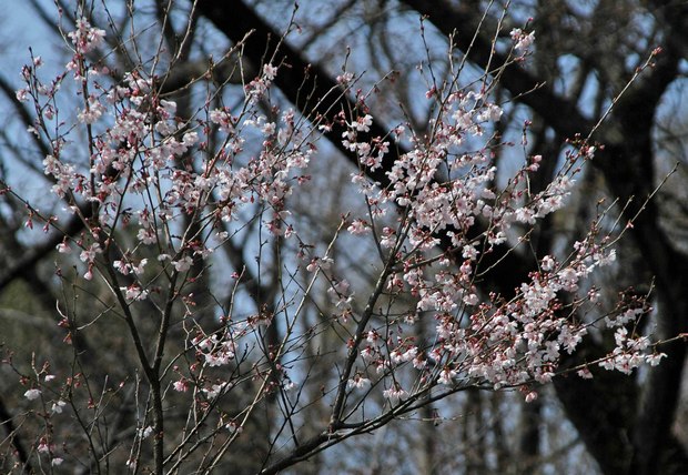 2019.3.22_小金井公園_16.jpg