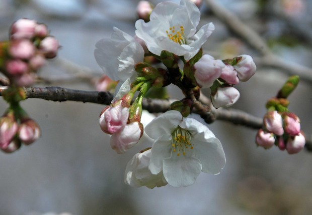 2019.3.22_小金井公園_3.jpg