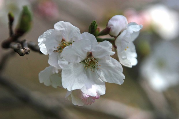 2019.3.22_小金井公園_4.jpg