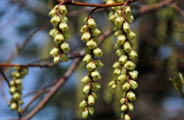 2019.3.22_小金井公園_5.jpg