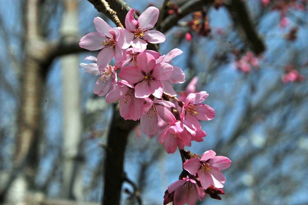 2019.3.22_小金井公園_7.jpg