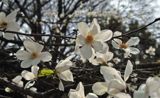 2019.3.22_小金井公園_8.jpg