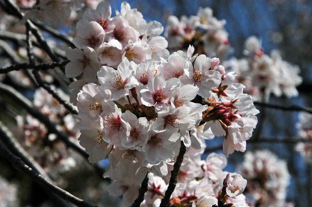 20200326_善福寺公園・井の頭公園_1.JPG