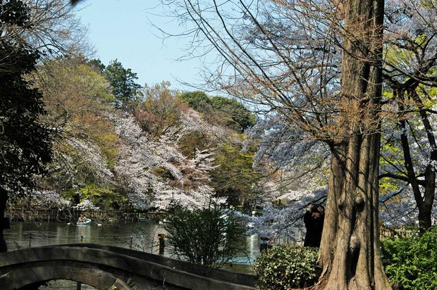 20200326_善福寺公園・井の頭公園_10.JPG