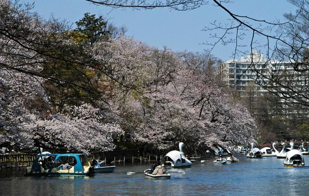 20200326_善福寺公園・井の頭公園_12.JPG