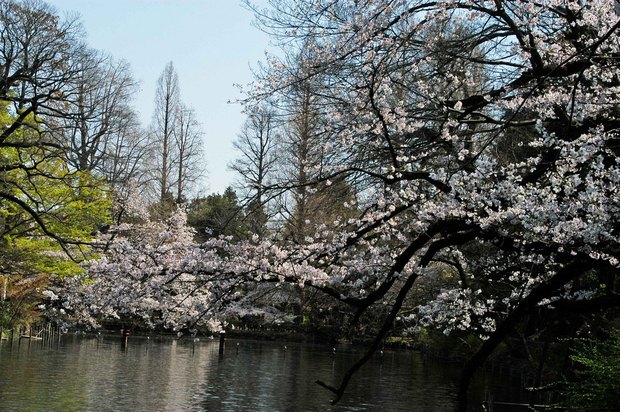 20200326_善福寺公園・井の頭公園_13.JPG