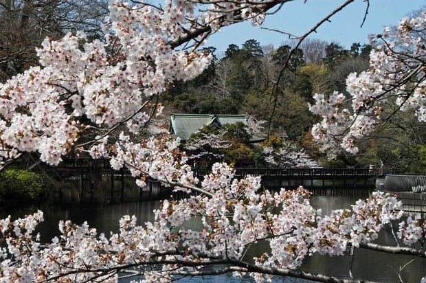 20200326_善福寺公園・井の頭公園_14.JPG