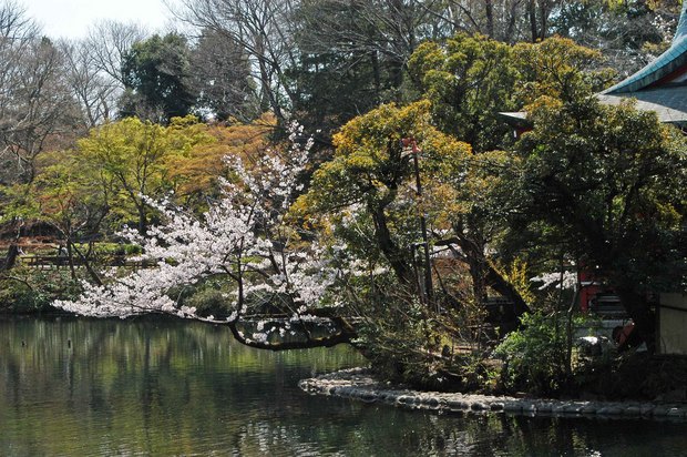 20200326_善福寺公園・井の頭公園_17.JPG