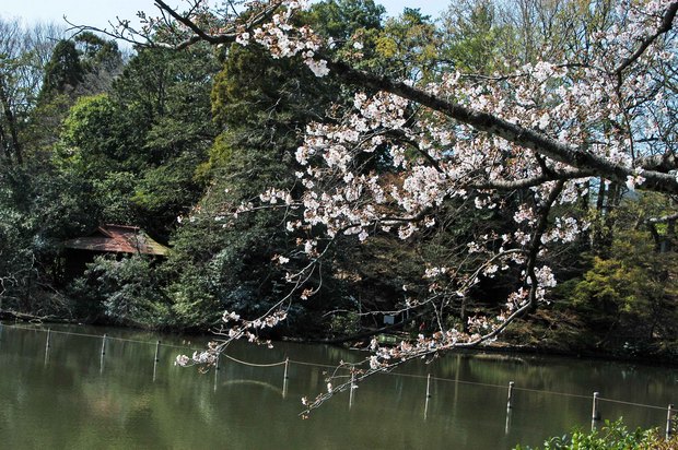 20200326_善福寺公園・井の頭公園_2.JPG