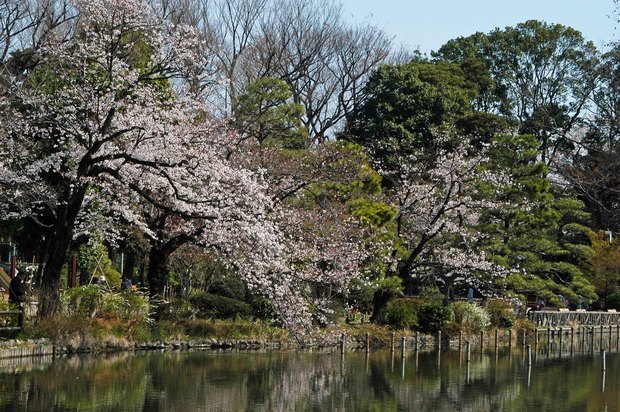 20200326_善福寺公園・井の頭公園_3.JPG