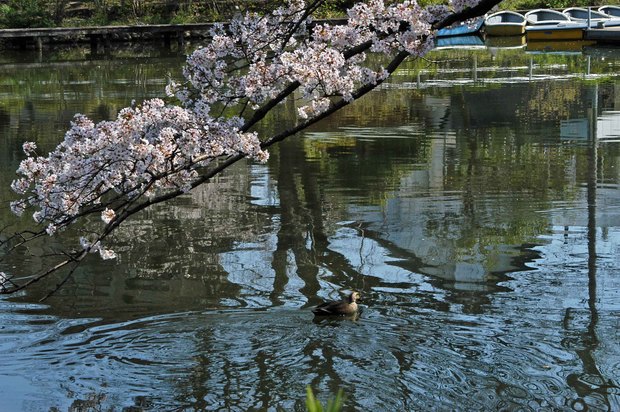 20200326_善福寺公園・井の頭公園_4.JPG