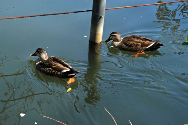 20200326_善福寺公園・井の頭公園_5.JPG