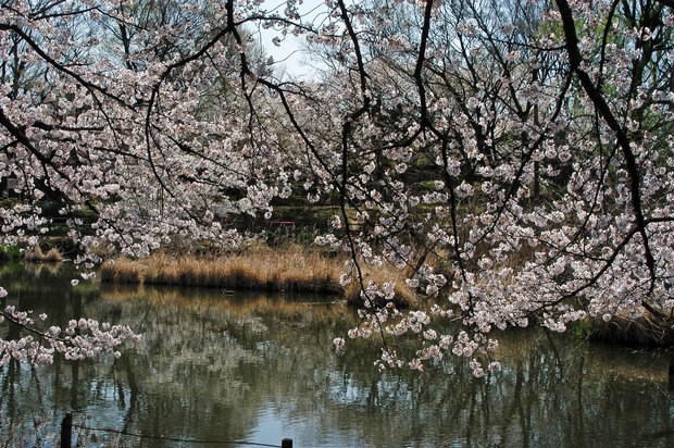 20200326_善福寺公園・井の頭公園_6.JPG