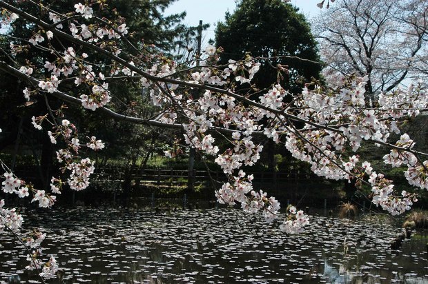 20200326_善福寺公園・井の頭公園_7.JPG