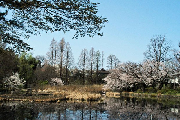 20200326_善福寺公園・井の頭公園_8.JPG