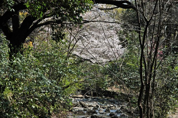 20200326_善福寺公園・井の頭公園_9.JPG