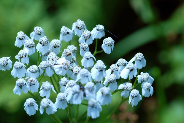 スイスアルプスの高山植物_アキレア・エルバ-ロッタ.jpg