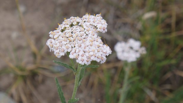 スイスアルプスの高山植物_アキレア・ミレフォリウム_1.jpg