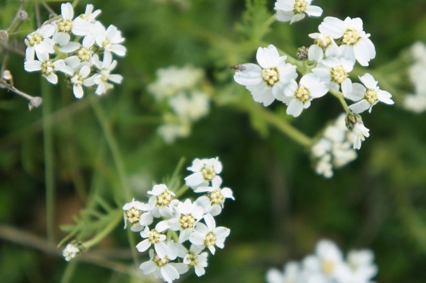 スイスアルプスの高山植物_アキレア・モスカタカ.jpg