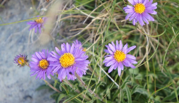 スイスアルプスの高山植物_アステル・アルピヌス_1.jpg