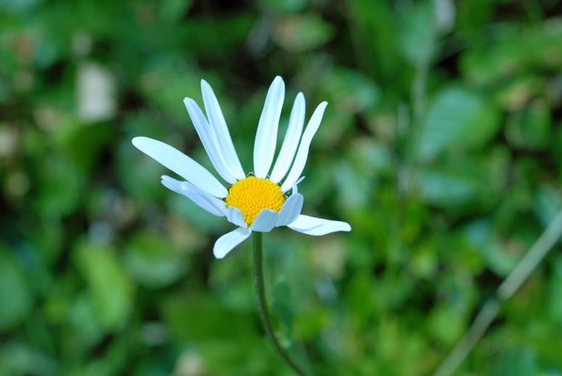 スイスアルプスの高山植物_アステル・ベルリディアストルム.jpg